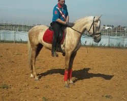 broodmare Suleika (Lusitano, 2012)