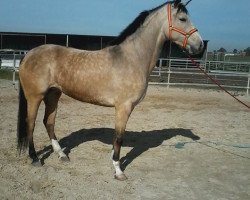 broodmare Pantaneta (Lusitano, 2012)