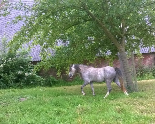 Pferd Ysselvliedts Hilton (Welsh Mountain Pony (Sek.A), 2013, von Vechtzicht's Hywel)