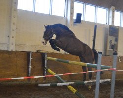 jumper Cavalero Deluxe (Holsteiner, 2008, from Cebelio)