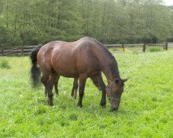 broodmare Varienta van Vrijhern (Belgian Warmblood, 1998, from Nonstop)