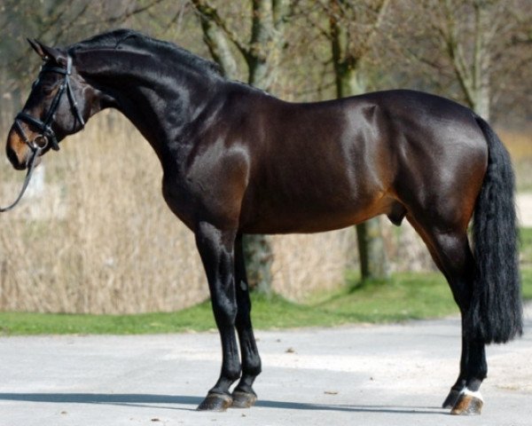 stallion Takashi van Berkenbroeck (Belgian Warmblood, 1996, from Nonstop)