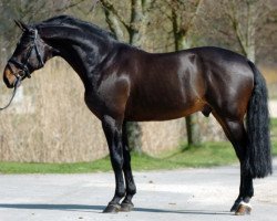 Deckhengst Takashi van Berkenbroeck (Belgisches Warmblut, 1996, von Nonstop)