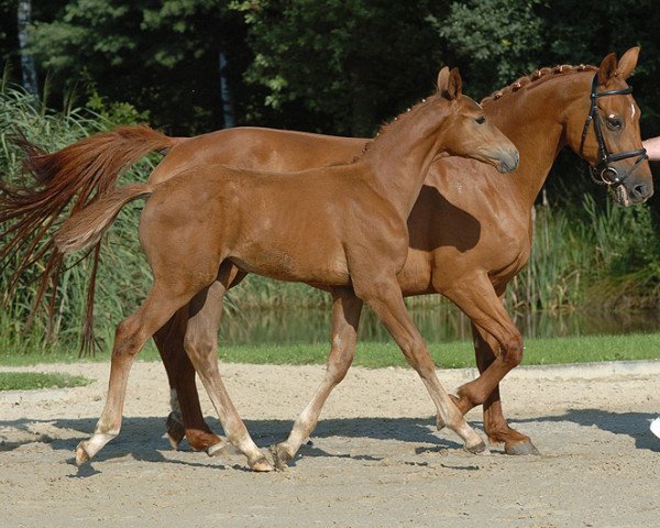 broodmare Olivia van Berkenbroeck (Belgian Warmblood, 1991, from Feinschnitt I)