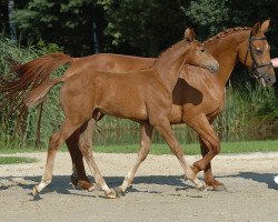 Zuchtstute Olivia van Berkenbroeck (Belgisches Warmblut, 1991, von Feinschnitt I)