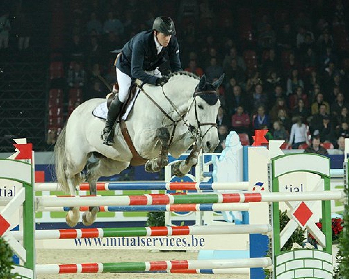 Deckhengst Blue Boy van Berkenbroeck (Belgisches Warmblut, 2001, von Poor Boy)