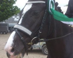 dressage horse Miss Minnie (German Riding Pony, 2007, from Plaisier)