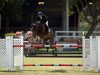 jumper Santa Rosa Chabacon (Oldenburg show jumper, 2008, from Chacco-Blue)