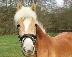 Pferd Akira (Haflinger, 2013, von Sternwind)