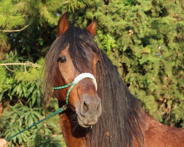 stallion Fauno IV (Pura Raza Espanola (PRE),  )