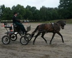 horse Bodethal's Night Flight Nino (German Riding Pony, 2010, from Night-Star III)