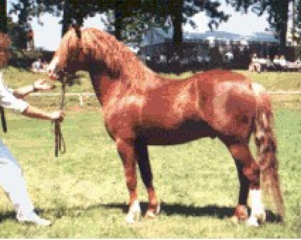 stallion Woldberg's Cello WB (Welsh-Pony (Section B), 1989, from The Hale Vermillion)