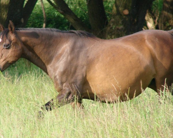 broodmare Rotherwood Cat Call (Welsh Partbred, 1992, from Syon Splendour)