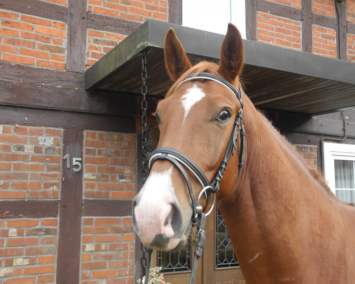 jumper Chapper (German Sport Horse, 2010, from Chap 47)