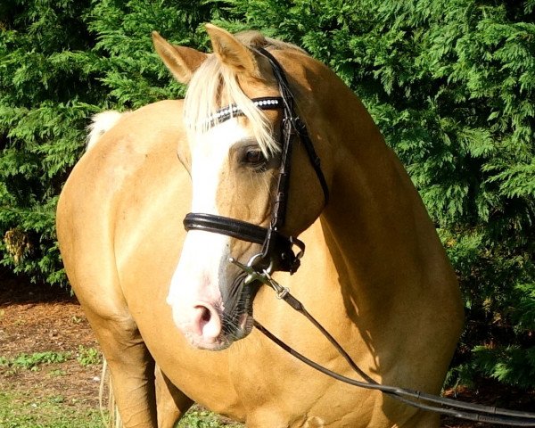 broodmare Coelenhage´s Ebonigen (Nederlands Welsh Ridepony, 2001, from Kooihúster Folkert)