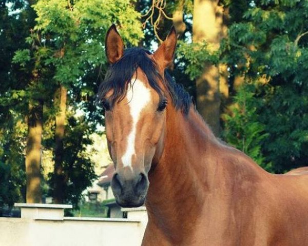 horse Brinckhoff´s Prince (Nederlands Welsh Ridepony, 2012, from De Goede Ree Now or Never)