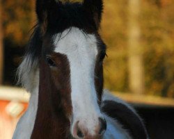 Pferd Jasper (Tinker / Irish Cob / Gypsy Vanner, 2015, von Cillbarra Roany Patch)