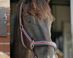 horse Natan (German Riding Pony, 2002, from Neckar)