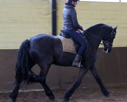 broodmare Jitske (Friese, 2011, from Reinder)