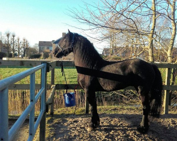Pferd Jorn (Friese, 2011, von Beart 411)
