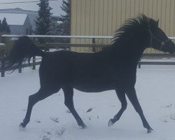 horse Sienna (Arabian thoroughbred, 2003, from Shahin Ibn Naskhi ox)