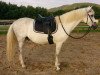 Dressurpferd Born SW (Deutsches Reitpony, 2000, von Bolero)