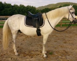 dressage horse Born SW (German Riding Pony, 2000, from Bolero)