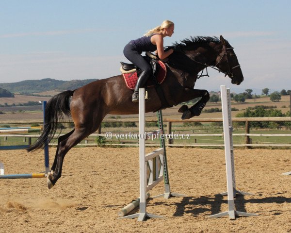 Springpferd Julia (Holsteiner, 2009, von Carrico)