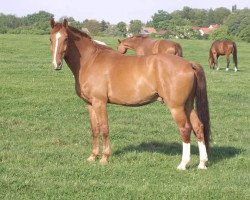 horse Classic Coco (Brandenburg, 1996, from Cartier)