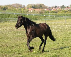 Zuchtstute Salinera C - Cartujana (Pura Raza Espanola (PRE), 2006, von Nocturno RB)