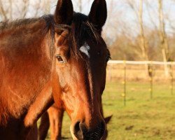 broodmare Petite Fleur (Brandenburg, 2000, from Paradiesvogel)