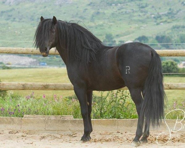 stallion Hilador IX (Pura Raza Espanola (PRE), 2001, from AIROSO XII)