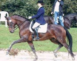 broodmare Ravenna 218 (Westphalian, 1993, from Rosenduft)