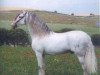 stallion Poseido VII (Pura Raza Espanola (PRE), 1982, from Habanero XI)