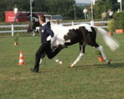 Pferd Maite vom Tollmoor (Lewitzer, 2002, von Mambo Moscan)