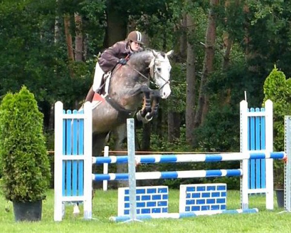 Springpferd Excellent (Niederländisches Warmblut, 2009, von Cassini Boy Junior)