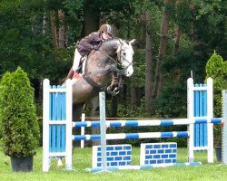 Springpferd Excellent (KWPN (Niederländisches Warmblut), 2009, von Cassini Boy Junior)