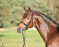 stallion Stoertebeker 20 (Hanoverian, 2011, from Stolzenberg)