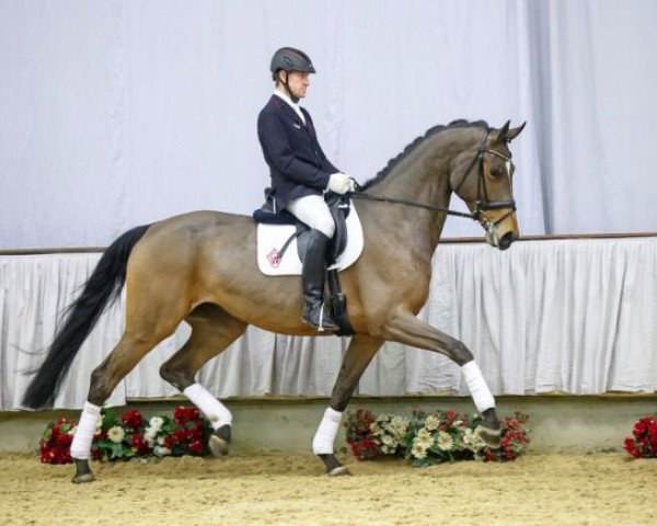 dressage horse Rivaluna (Westphalian, 2011, from Rock Forever NRW)
