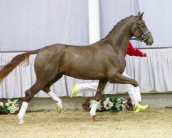 dressage horse Fabrizio (Westphalian, 2013, from Franziskus FRH)