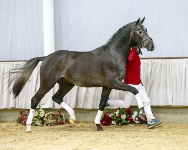 dressage horse De Massimo NRW (Westphalian, 2013, from Dankeschön)