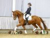 dressage horse Valentina (Westphalian, 2012, from Bon Bravour)