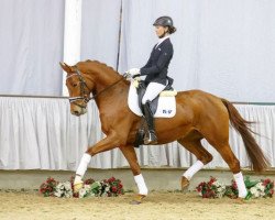 dressage horse Valentina (Westphalian, 2012, from Bon Bravour)