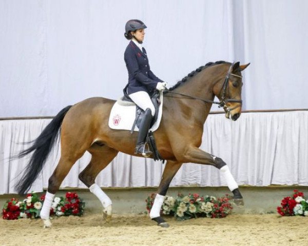 dressage horse Ritter Sport (Westphalian, 2011, from Rock Forever NRW)