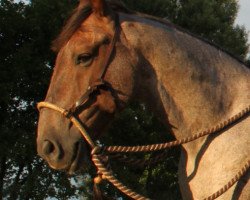 Pferd Destinado La Primera (Criollo, 2007, von Jabali la Invernada)