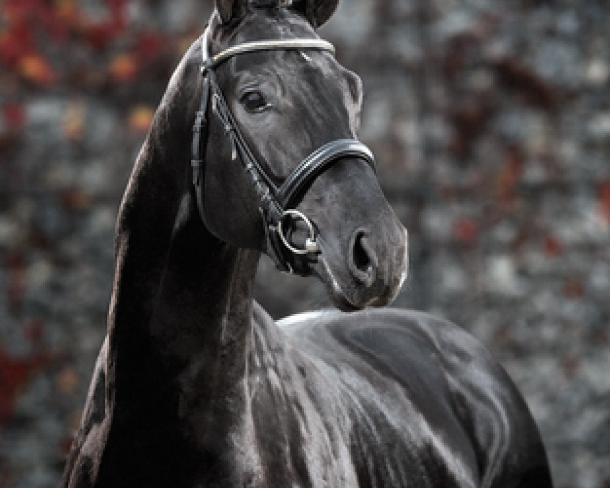 stallion San Heinrich (Hanoverian, 2011, from San Amour I)
