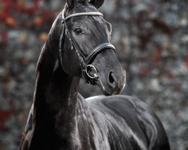 stallion San Heinrich (Hanoverian, 2011, from San Amour I)