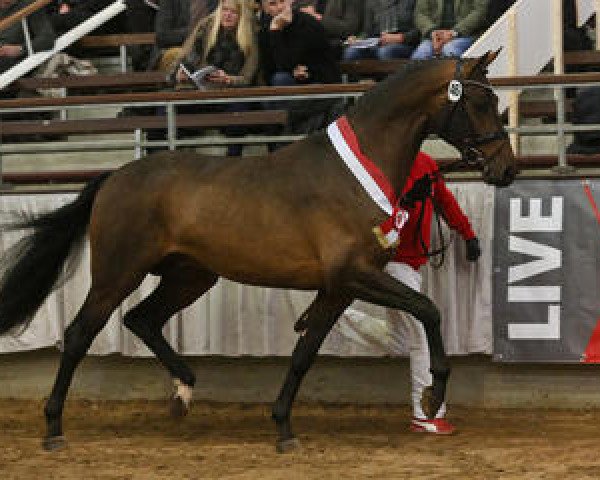 stallion Vis a Vis (Westphalian, 2011, from Vitalis)