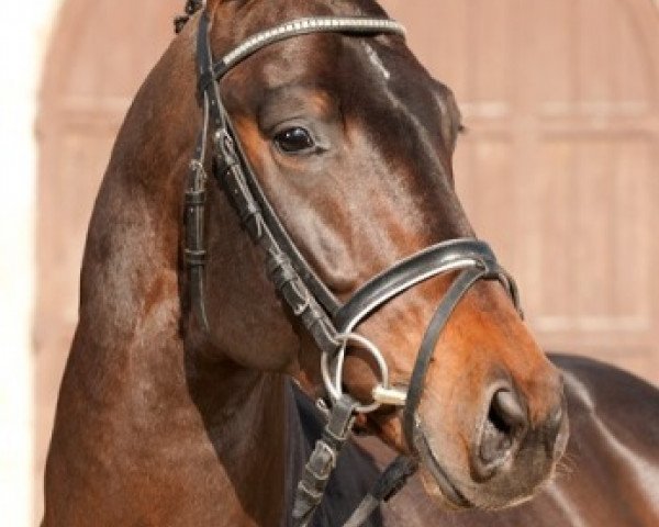 stallion Be Careful (Royal Warmblood Studbook of the Netherlands (KWPN), 2011, from Baltic VDL)