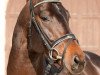 stallion Be Careful (KWPN (Royal Dutch Sporthorse), 2011, from Baltic VDL)
